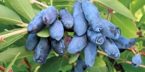 Pavlovska orlovi nokti: opis sorte, fotografije i recenzije